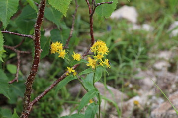 夏の千畳敷カールに咲く高山植物。ミヤマアキノキリンソウ。
