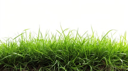 Fototapeta premium Cut green grass field on white background