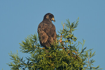 Juvenile Bald Eagle exploring the area outside the nest