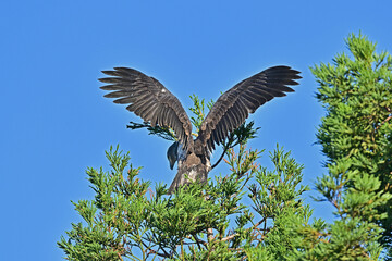 Juvenile Bald Eagle exploring the area outside the nest