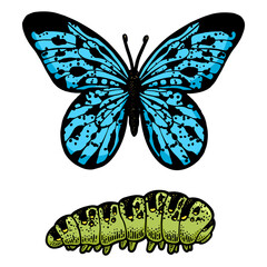 butterfly and caterpillar sketch engraving PNG illustration. T-shirt apparel print design. Scratch board imitation. Black and white hand drawn image.