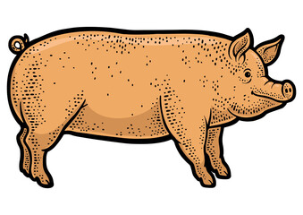 Big fat piglet pig line art color sketch engraving PNG illustration. T-shirt apparel print design. Scratch board imitation. Black and white hand drawn image.