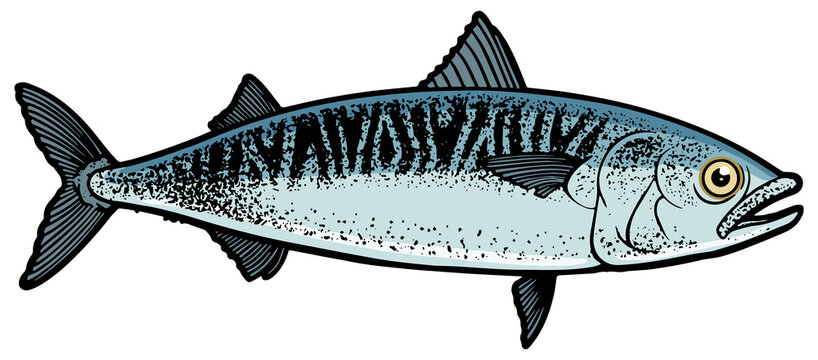 recommend clip art: Atlantic mackerel scomber fish color sketch engraving PNG illustration. T-shirt apparel print design. Scratch board imitation. Black and white hand drawn image.