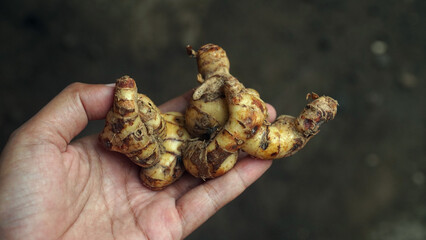 Galangal in the palm of your hand, focus selected