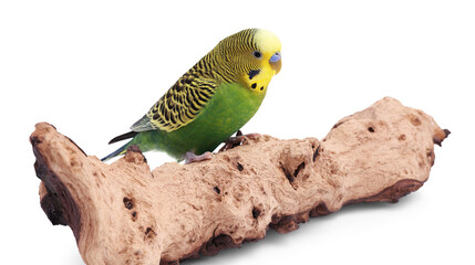 Bright parrot on wooden snag against white background. Exotic pet