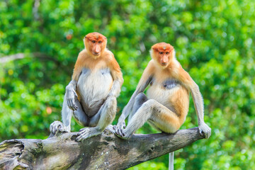 Fototapeta premium proboscis monkey or nasalis larvatus