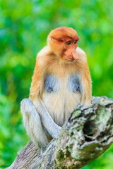 proboscis monkey or nasalis larvatus