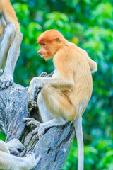 proboscis monkey or nasalis larvatus