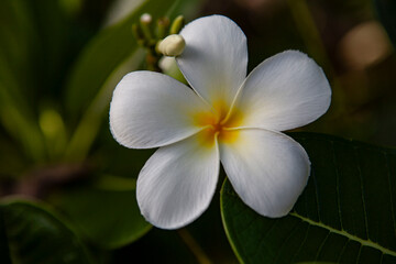 White plumeria flower closeup detail