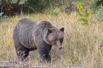 Fototapeta premium A Grizzly Bear Sighting in the Forest