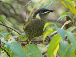 Lewins Honeyeater