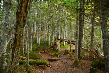 鳳凰山の木々と登山道