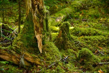 鳳凰山の木々と苔