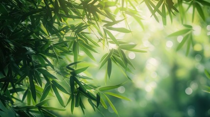 Fototapeta premium Bamboo Forest Sunlight