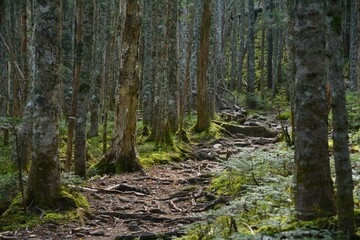 鳳凰山の木々と登山道