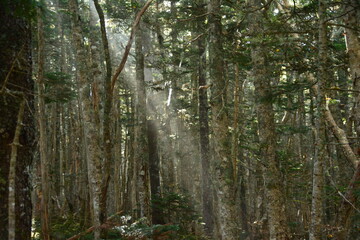 Fototapeta premium 鳳凰山の木々に差し込む日差し