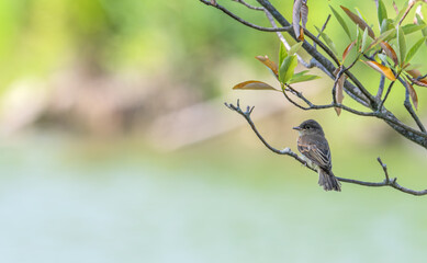 Eastern phoebe perched in a tree with a lake in the background.