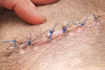 Dog with stitches examined by veterinarian or owner. Close up of puppy dog wound with stitches. Day...