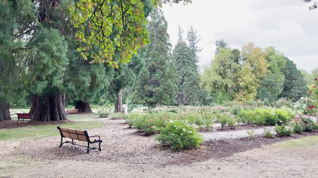 Avery Park Corvallis, Oregon, is a popular city park with many trees and plants. Panning shot