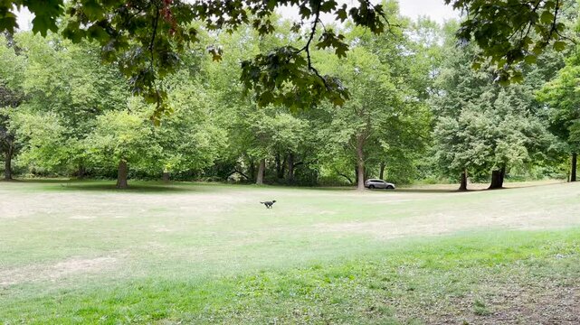 Avery Park Corvallis, Oregon, is a popular city park with many trees and plants. Dogs can run free there.