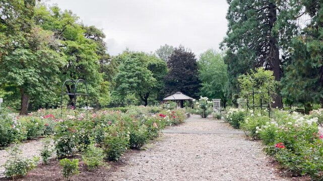 Panning shot of rose garden at Avery Park Corvallis, Oregon, a popular city park with many trees and plants.