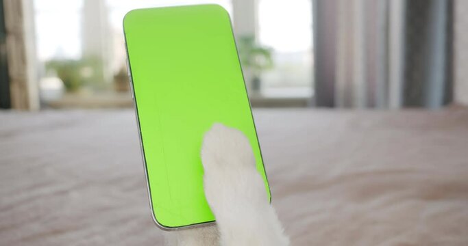 Pet paw swipping, tapping, touching smartphone screen. Dog or cat is using phone. Green screen display on the smartphone. Dog holding phone, browsing, watching content online. Bed cozy home. Pet POV