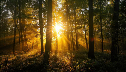 Fototapeta premium sun rays in the forest