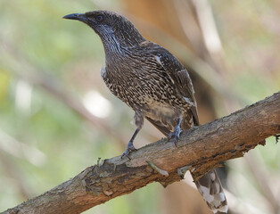 Little Wattlebird