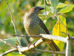 Bowerbird,