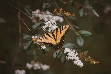 butterfly on a flower