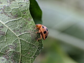Epilachna borealis is on a leaf tip with blur background