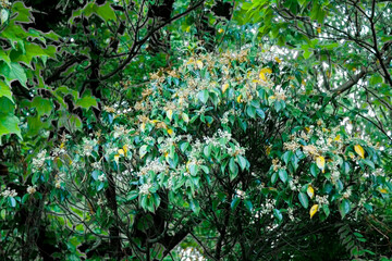 白い花をつける常緑樹