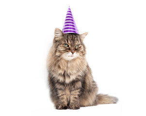 Funny cat with party hat looking at camera. Cute cat wearing purple cone cap. Pet themed concept for party celebration, holidays, birthday or new year.17 years old senior cat, tabby.  Selective focus.