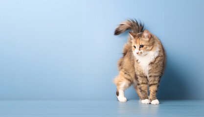 Cute cat standing on blue background while looking at camera. Fluffy orange white kitty cat standing with curious and confident body language. Female, long hair cat, calico or torbie. Selective focus. © Petra Richli