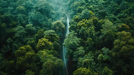 Obraz premium A forest with a road running through it