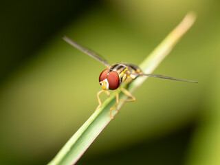 macro of a fly