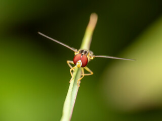 bug on leaf