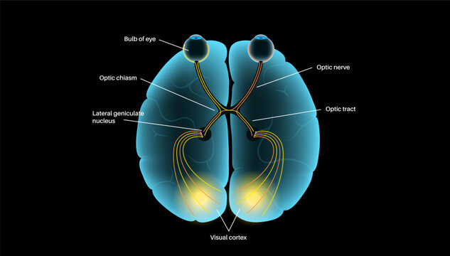 Optic nerve anatomy