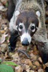 Whie-nosed Coati (Nasua narica) in jungle in Costa Rica
