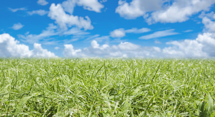 緑の草が茂るの夏の草原　季節感の青空と積乱雲入道雲の風景　中央のセパレート　アウトドア・バカンス・旅行・観光・行楽のイメージ背景
