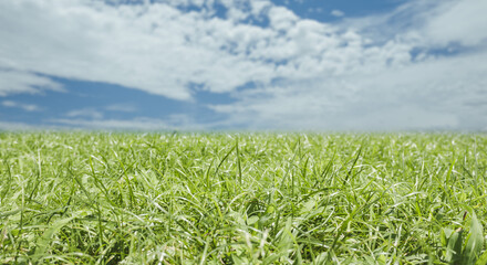 緑の草が茂るの夏の草原　季節感の青空と積乱雲入道雲の風景　中央のセパレート　アウトドア・バカンス・旅行・観光・行楽のイメージ背景