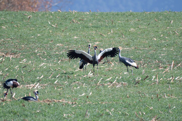 Gray-crowned Crane dancing