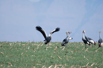 Gray-crowned Crane flapping