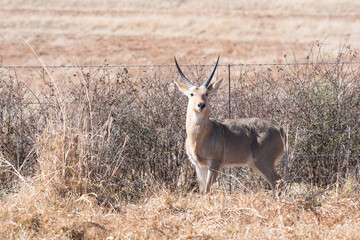 Reedbuck