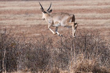 Reedbuck jumping over fence of farmland