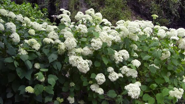  Plant with white flowers on Lake Como