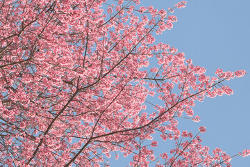 Phaya suae flower or sakura flower in Thailand