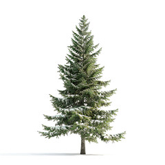 Fototapeta premium Editorialized Title: Majestic Spruce Tree Standing Tall..festivity