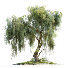 Graceful Willow Tree
