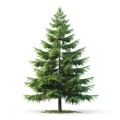 Fototapeta premium Fir tree isolated on white background
